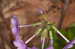 Creeping phlox